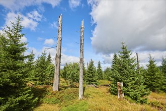 Vegetation with Norway spruce (Picea abies) and colored European blueberry (Vaccinium myrtillus) on