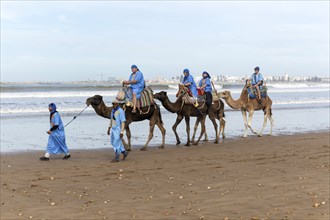 Tourists riding camels on beach dressed in blue Bedouin robes, Essaouira, Morocco, north Africa,