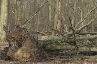 Storm damage, uprooted fallen tree in Grunewald, Charlottenburg-Wilmersdorf, Berlin, Germany,