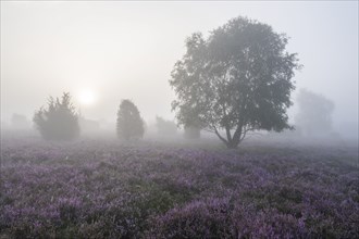 Heath landscape, flowering common heather (Calluna vulgaris), birch (Betula), morning mist,