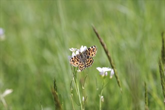 Map butterfly (Araschnia levana), butterfly, spring, meadow, The land carat of the spring