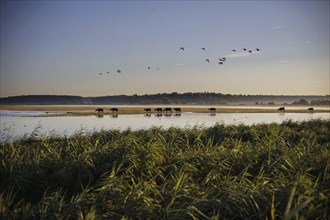 Young bulls run across a flooded pasture near Born am Darß shortly after sunrise. Born, 06.08.2024