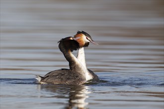 Great crested grebe (Podiceps cristatus) two adult birds performing their courtship display on a