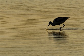 Pied Avocet (Recurvirostra avosetta) silhouette of an adult bird feeding in shallow water of a