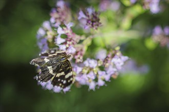 A butterfly sits on a flower. Hell, 21.07.2024