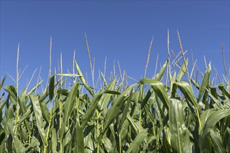 Symbolic image, renewable energies, maize plants, biogas plant, feed maize, detail, immature,