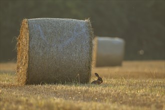 Brown hare (Lepus europaeus) adult animal washing its face in a farmland stubble field in the