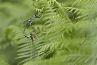 Emerald damselfly (Lestes sponsa) two adult insects mating on a Bracken leaf, Suffolk, England,