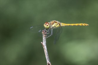 Common Darter (Sympetrum striolatum), Emsland, Lower Saxony, Germany, Europe