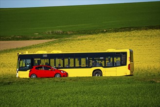 Country road at a blooming rape field, local bus, landscape near Mülheim an der Ruhr, Germany,