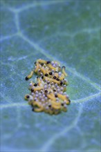 Caterpillars of the cabbage white butterfly, July, Germany, Europe