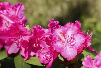 Rhododendron flowers (Rhododendron Homer), red flowers, in a garden, Wilndorf, North