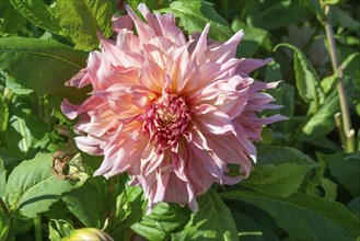 Flowering Dahlias (Dahlia), variety Penhill Watermelon in the Dahlia Farm in Löderup, Ystad