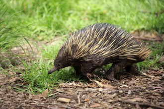 Short-beaked echidna (Tachyglossus aculeatus), adult foraging, Mount Lofty, South Australia,