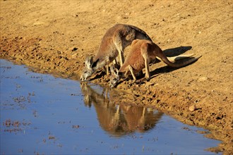 Red kangaroo (Macropus rufus), male, female, pair, drinking at water, waterhole, Sturt National