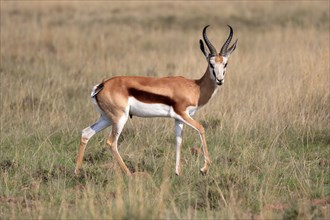 Springbok (Antidorcas marsupialis), adult, male, foraging, running, Mountain Zebra National Park,