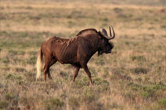 White-tailed wildebeest (Connochaetes gnou), adult, alert, Mountain Zebra National Park, Eastern