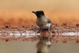 Grey bulbul (Pycnonotus barbatus), adult, at the water, drinking, Kruger National Park, Kruger