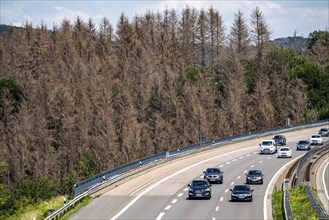 Forest dieback in the Bergisches Land, on the A4 motorway, near Engelskirchen, over 70 percent of