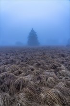 The High Fens nature park Park, in the German-Belgian border region near Eupen, winter, fog, wooden