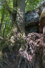 The Devil's Gorge, narrow, accessible gorge of sandstone rocks, with steep rocky gorges, near