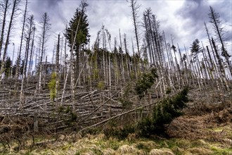 Dead spruce trees, broken by wind, lying in disarray, forest dieback in the Arnsberg Forest nature