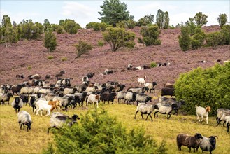 Heidschnucken herd, in the Lüneburg Heath, near Niederhaverbeck, heather blossom of the broom