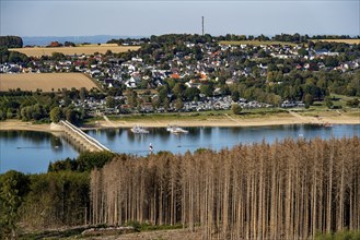 Forest dieback in the Arnsberg Forest, northern Sauerland, dead spruce trees, partly cleared