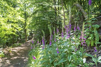 Common foxglove plant, on the Knorreichenstieg, part of the Urwaldsteig Edersee hiking trail, in