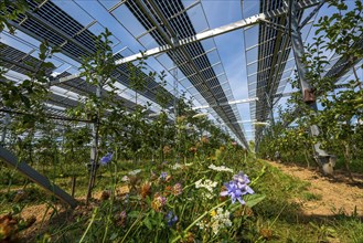 Agri-photovoltaic test plant, an apple orchard with two different systems of PV modules was roofed