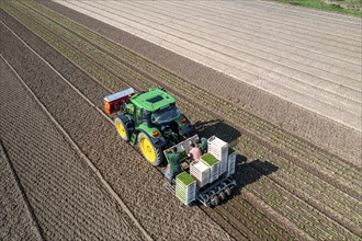 Agriculture, herb gardening, parsley is planted in rows in a field with a planting machine