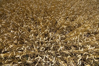 Wheat field, dried up and only low grown, due to the summer drought, drought, in East Westphalia