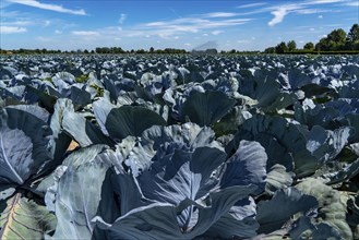 Vegetable cultivation, field with red cabbage, red cabbage, near Krefeld, North Rhine-Westphalia,