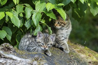 One kitten lying and another standing next to it on a tree stump under green leaves, wildcat (Felis