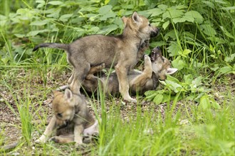 Wolf pups playing and romping on the forest floor, surrounded by green vegetation, European grey