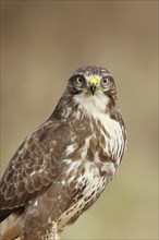 Steppe buzzard (buteo buteo), light-coloured variant, light morph, side view, looking into the