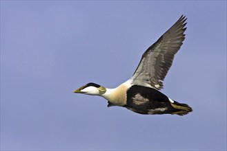 Common eider (Somateria mollissima), Heligoland, Westerhever, Schleswig-Holstein, Federal Republic