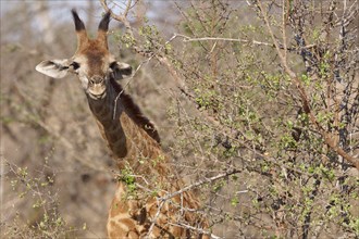 South African giraffe (Giraffa camelopardalis giraffa), young animal feeding on leaves, looking at