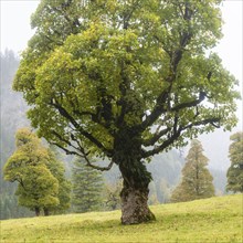 Maple trees, (Acer pseudoplataus), near the Wankerfleck, Ammergau Alps, Ostallgäu, Bavaria,