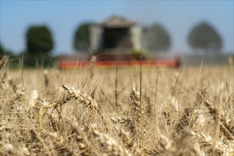 Agriculture, grain harvest, wheat, combine harvester harvesting in a wheat field, near