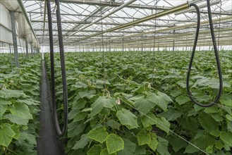 Cultivation of mini cucumbers, snack cucumbers, in a greenhouse, near Straelen, North