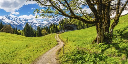 Berggasthof Hochleite, behind it the Allgäu Alps, Allgäu, Bavaria, Germany, Europe