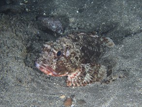 A Black scorpionfish (Scorpaena porcus) lies on lava sand at night. Dive site Playa, Los