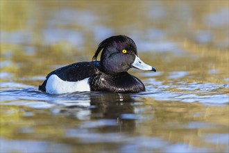 Male of Tufted Duck, Aythya fuligula, bird on water at winter time