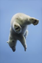 Polar bear (Ursus maritimus) diving, captive, Germany, Europe