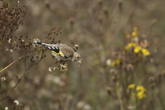 European goldfinch (Carduelis carduelis) juvenile bird feeding on a Ragwort seedhead in the summer,