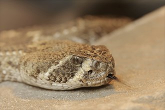 Texas rattlesnake or western diamondback rattlesnake (Crotalus atrox) lambent, captive, occurring