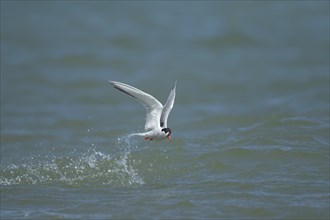 Common tern (Sterna hirundo) adult bird emerging from the sea with a fish in its beak, Suffolk,