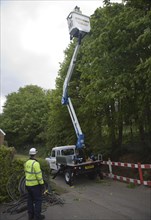 Man in platform of cherry picker crane working in tree-tops, Shottisham, Suffolk, England, United