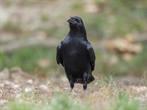 Common raven (Corvus corax) stands on the ground and looks attentively, Germany, Europe